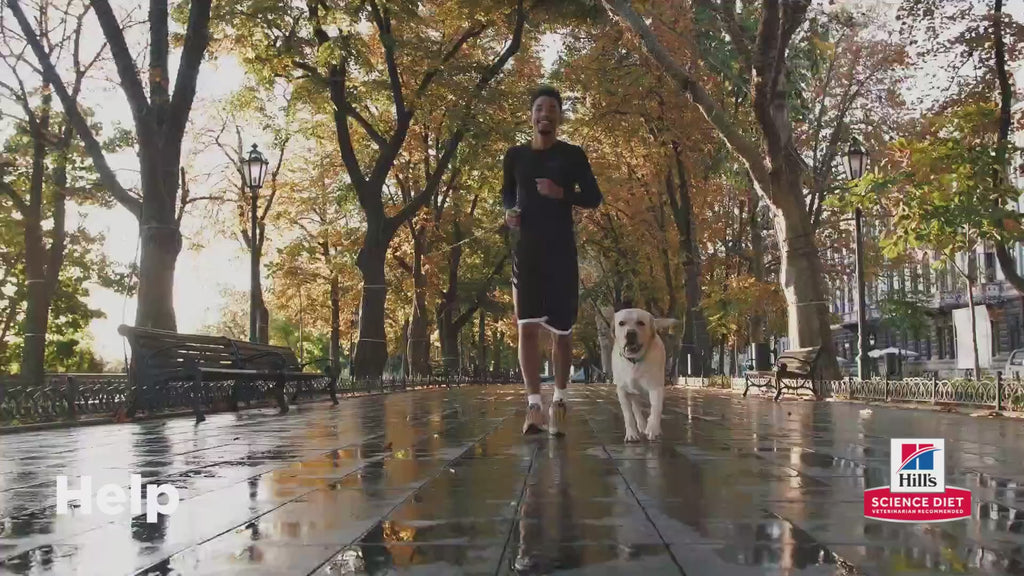 Hill's Science Diet Adult 1–6 Weight Management Dry Dog Food – Chicken & Brown Rice, 12 lb