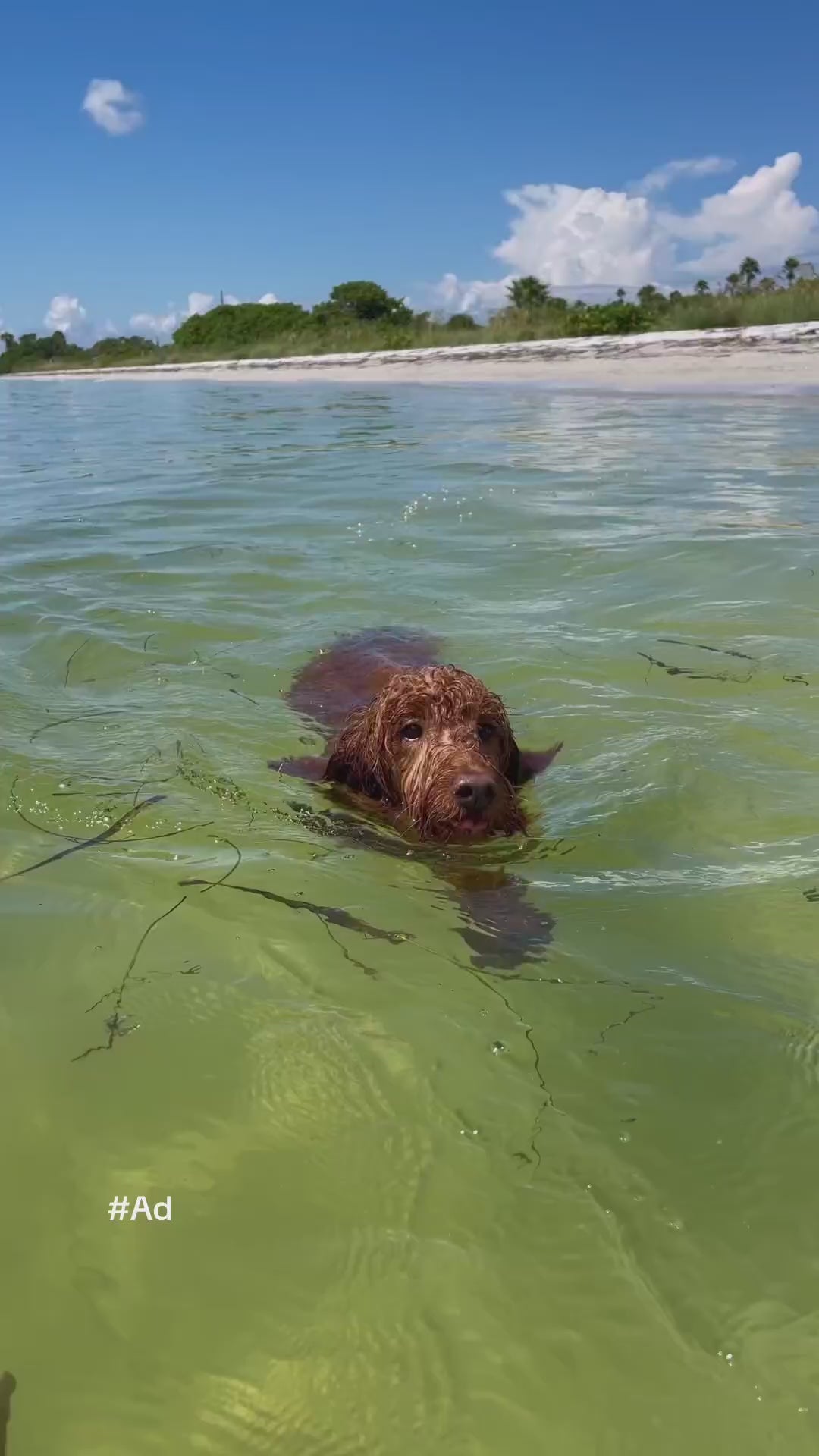 Hill's Science Diet Adult 1–6 Weight Management Dry Dog Food – Chicken & Brown Rice, 12 lb