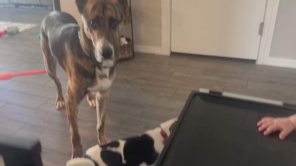 Purina ONE Chicken & Rice Formula – High Protein Dry Dog Food for Digestive Health, Strong Muscles, 31.1 lb Bag